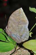 Image of Indian leafwing