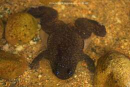 Image of Bornean Flat-headed Frog