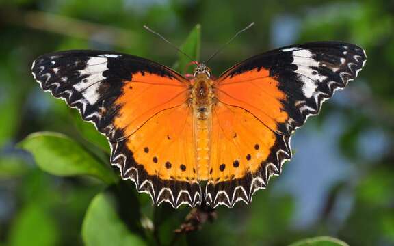 Image of Cethosia cyane Drury 1770