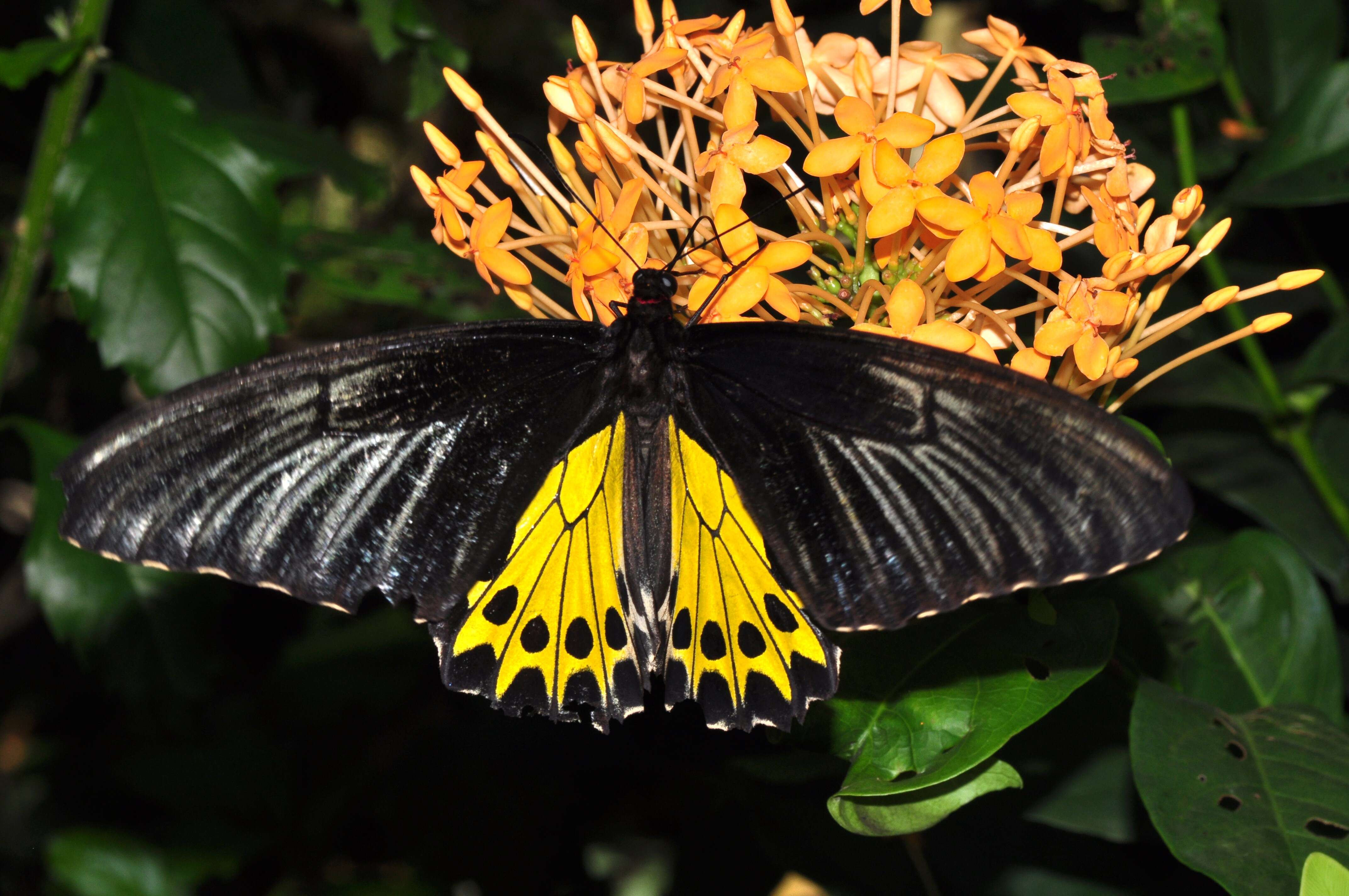 Troides helena (Linnaeus 1758) resmi