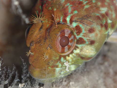 Image of Obscure triplefin