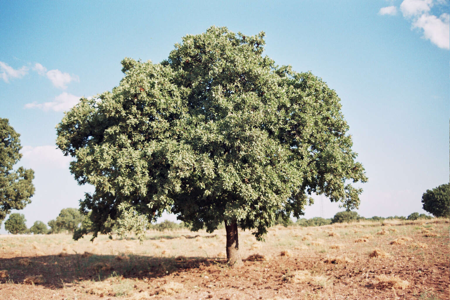 Image of Vallonea oak