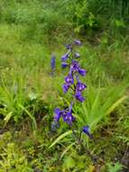 Sivun Delphinium glaucum S. Wats. kuva