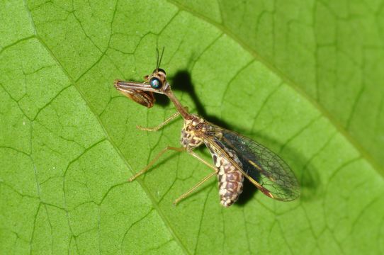 Image of mantidflies