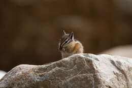 Image of Uinta Chipmunk