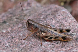 Слика од Boopedon flaviventris Bruner & L. 1904