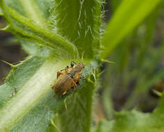 Plancia ëd Phyllobius (Pterygorrhynchus) contemptus Schoenherr 1832