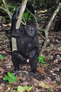 Image of Celebes crested macaque