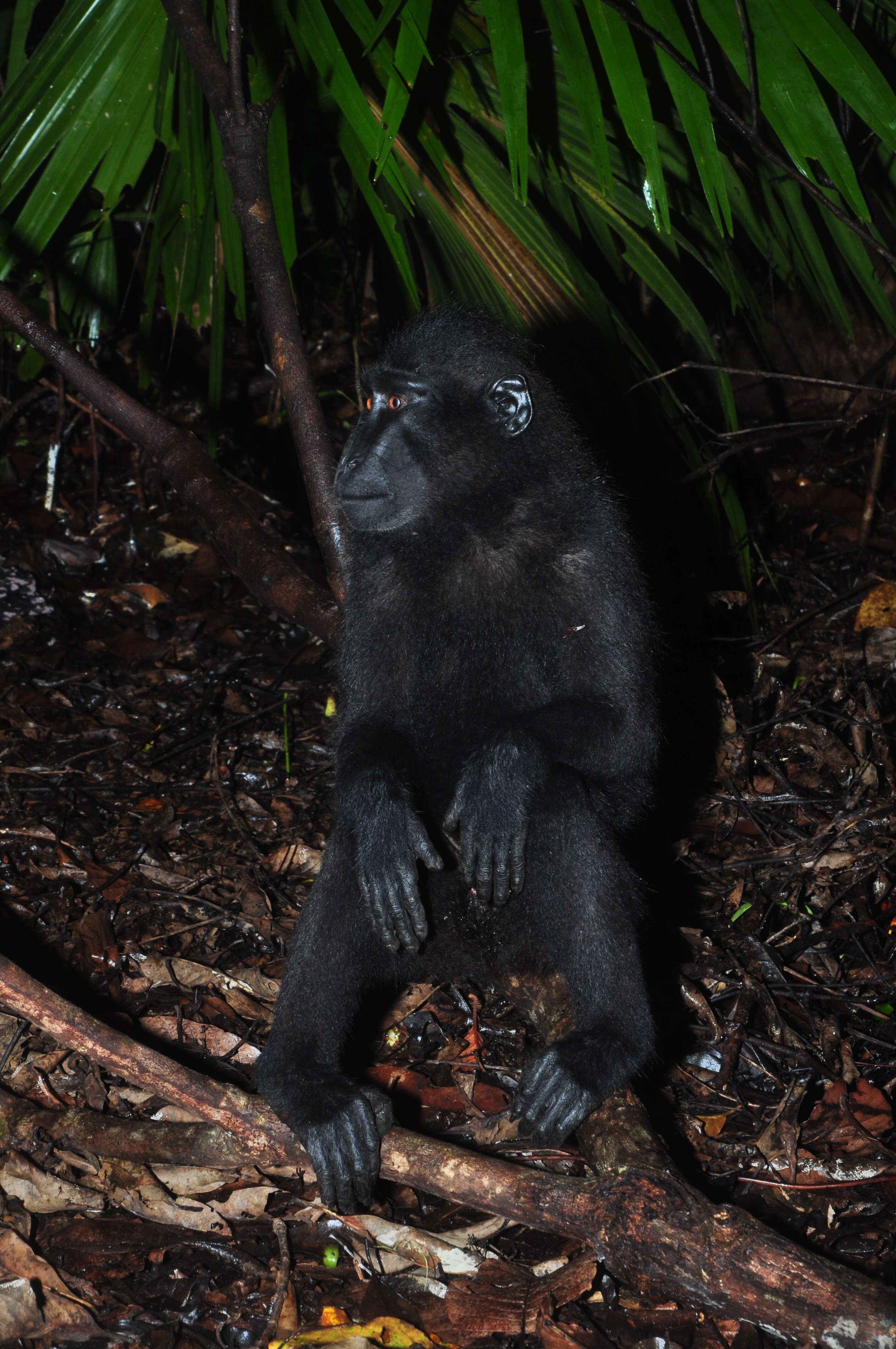 Image of Celebes crested macaque