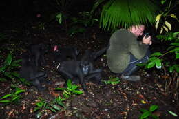 Image of Celebes crested macaque