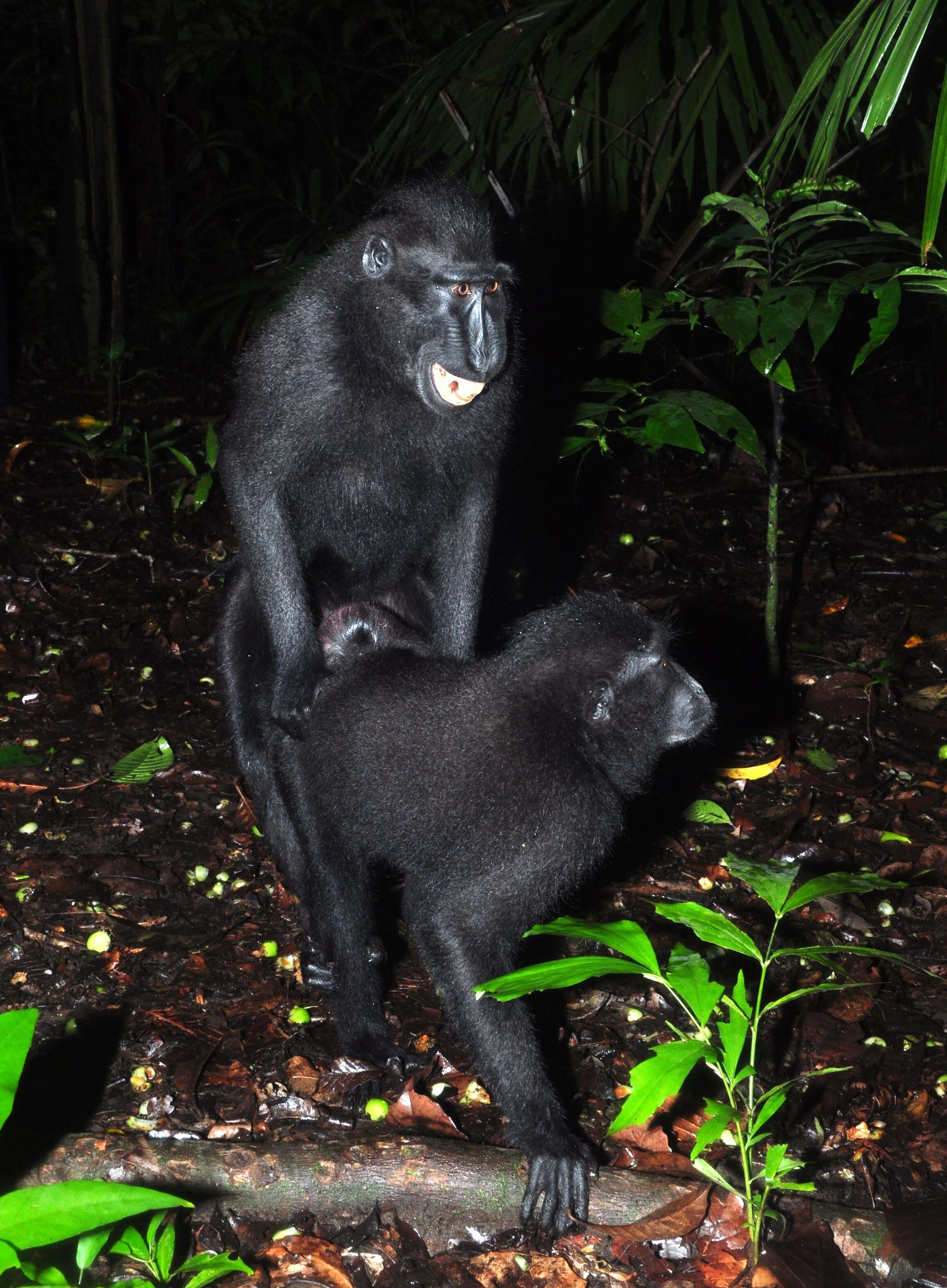 Image of Celebes crested macaque