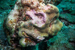 Image of tombstone coral