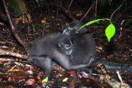 Image of Celebes crested macaque