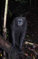 Image of Celebes crested macaque