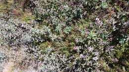 Image of Mentha longifolia subsp. capensis (Thunb.) Briq.