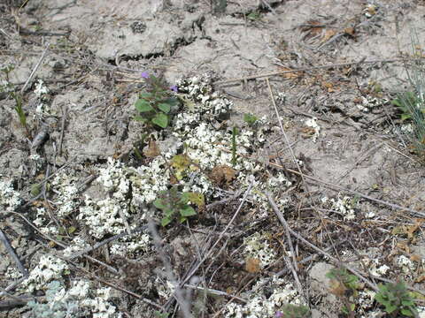 Слика од Clinopodium graveolens subsp. rotundifolium (Pers.) Govaerts