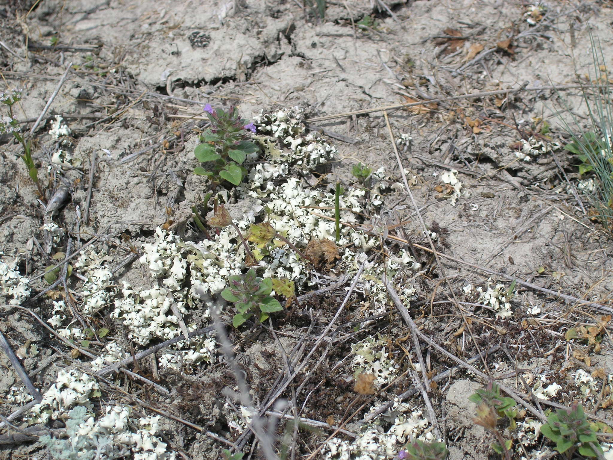 Plancia ëd Clinopodium graveolens subsp. rotundifolium (Pers.) Govaerts