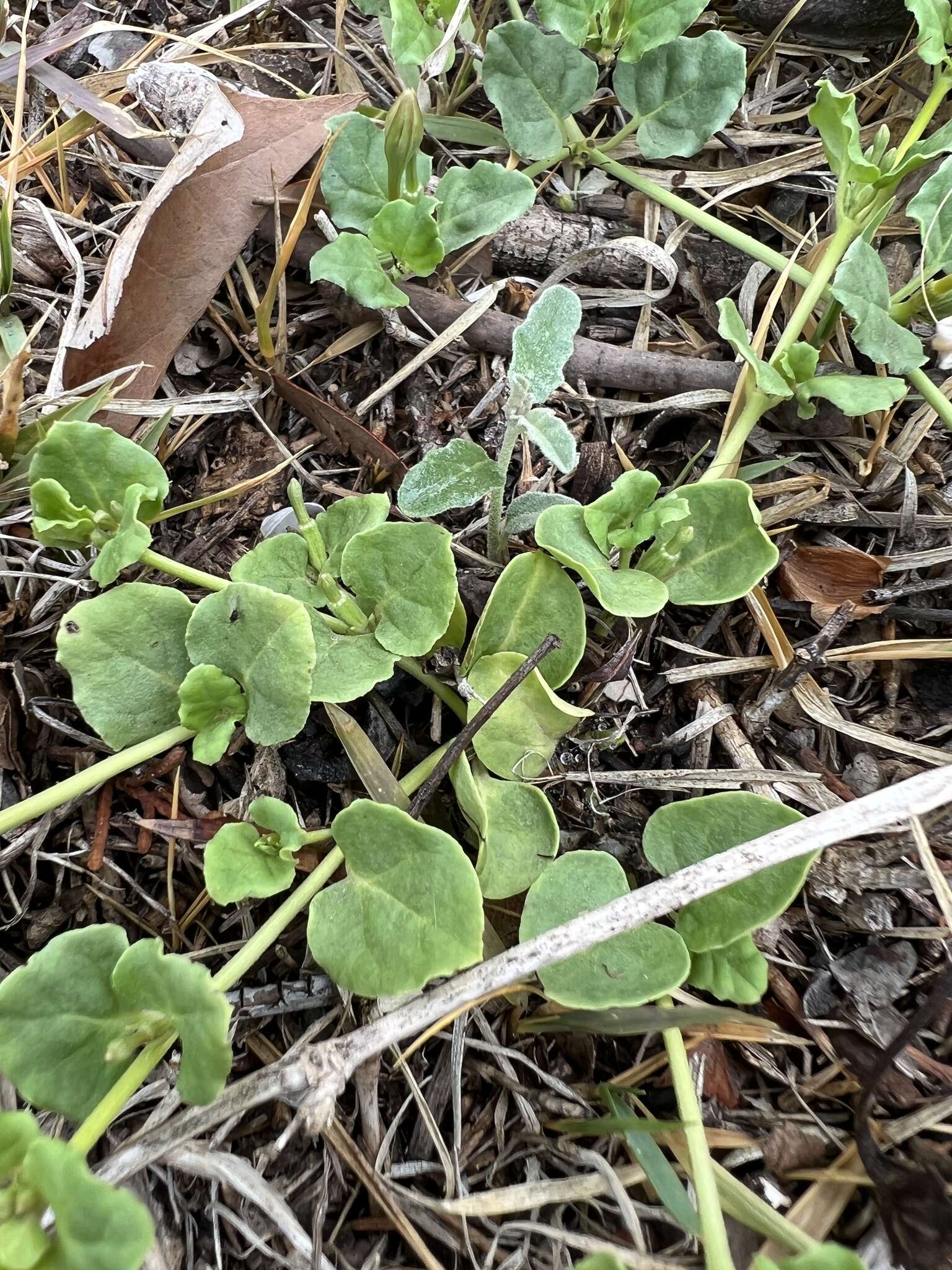 Image of Berlandier's trumpets