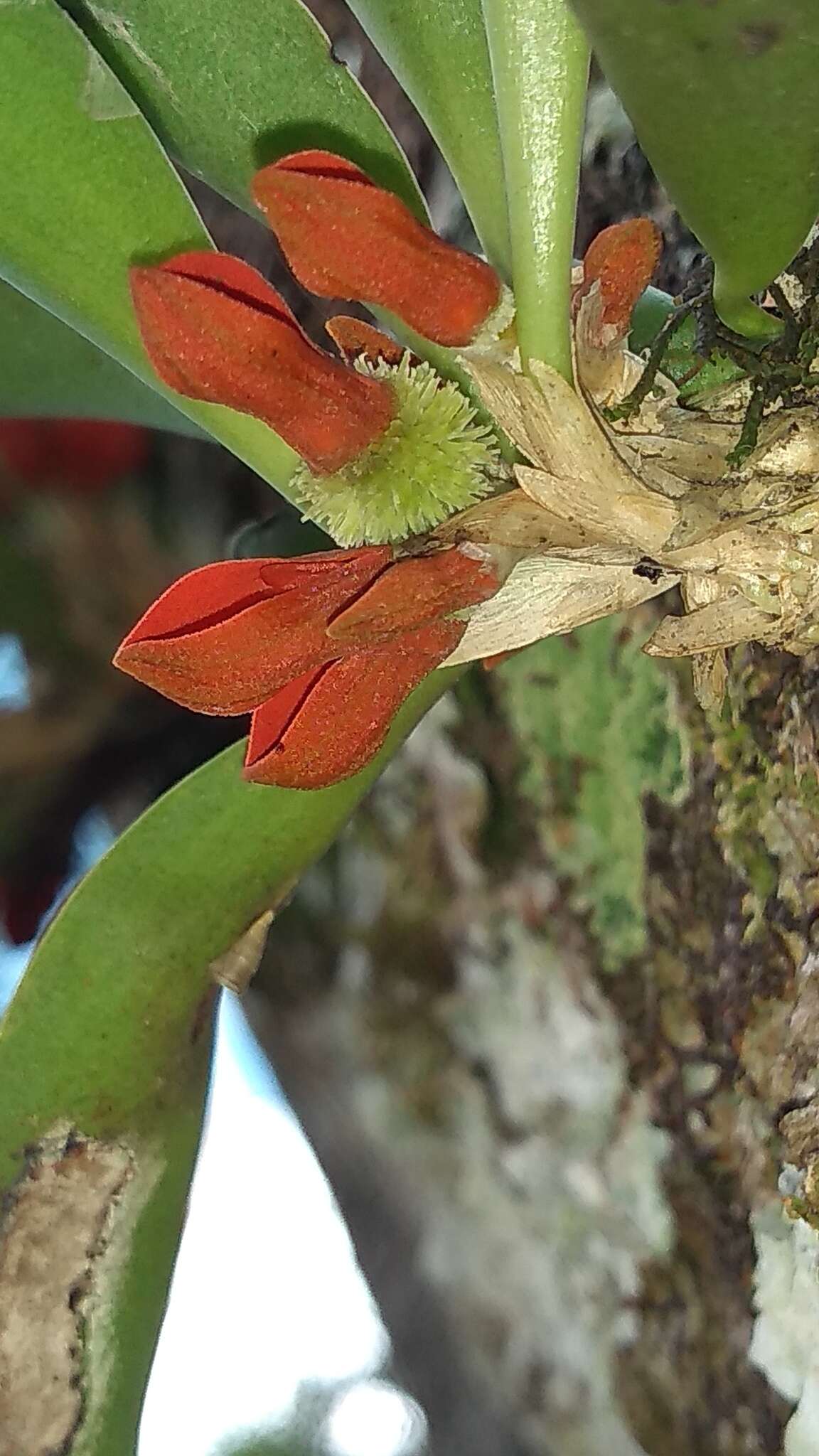 Image of Specklinia tribuloides (Sw.) Pridgeon & M. W. Chase