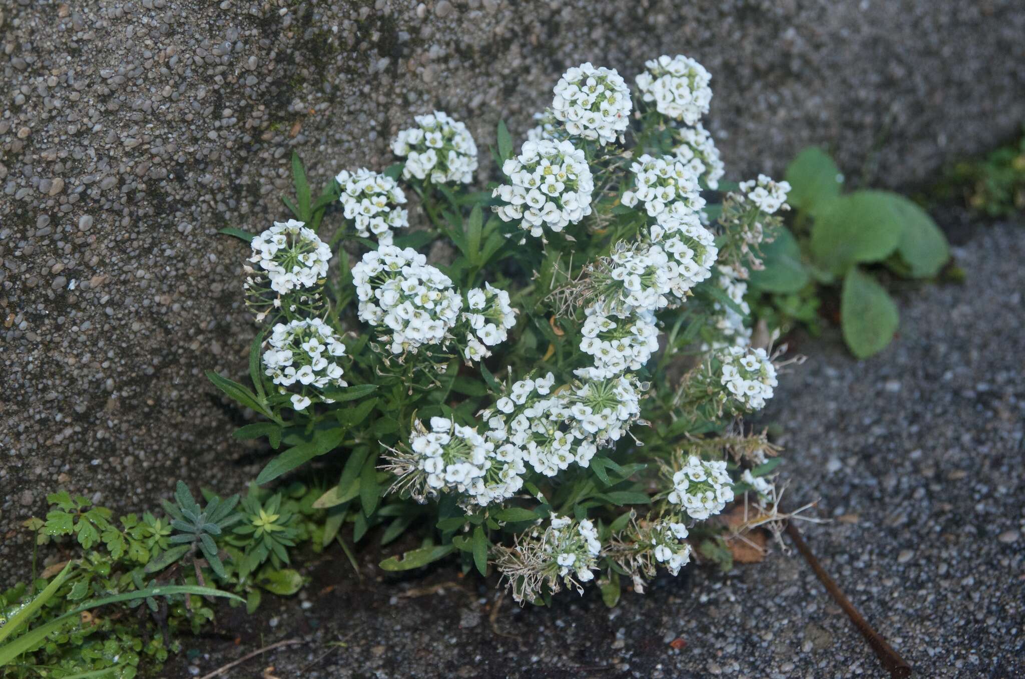 Image de Lobularia