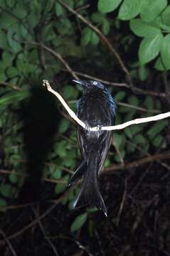 Image of Black Drongo