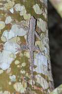 Image of Flat-tailed House Gecko