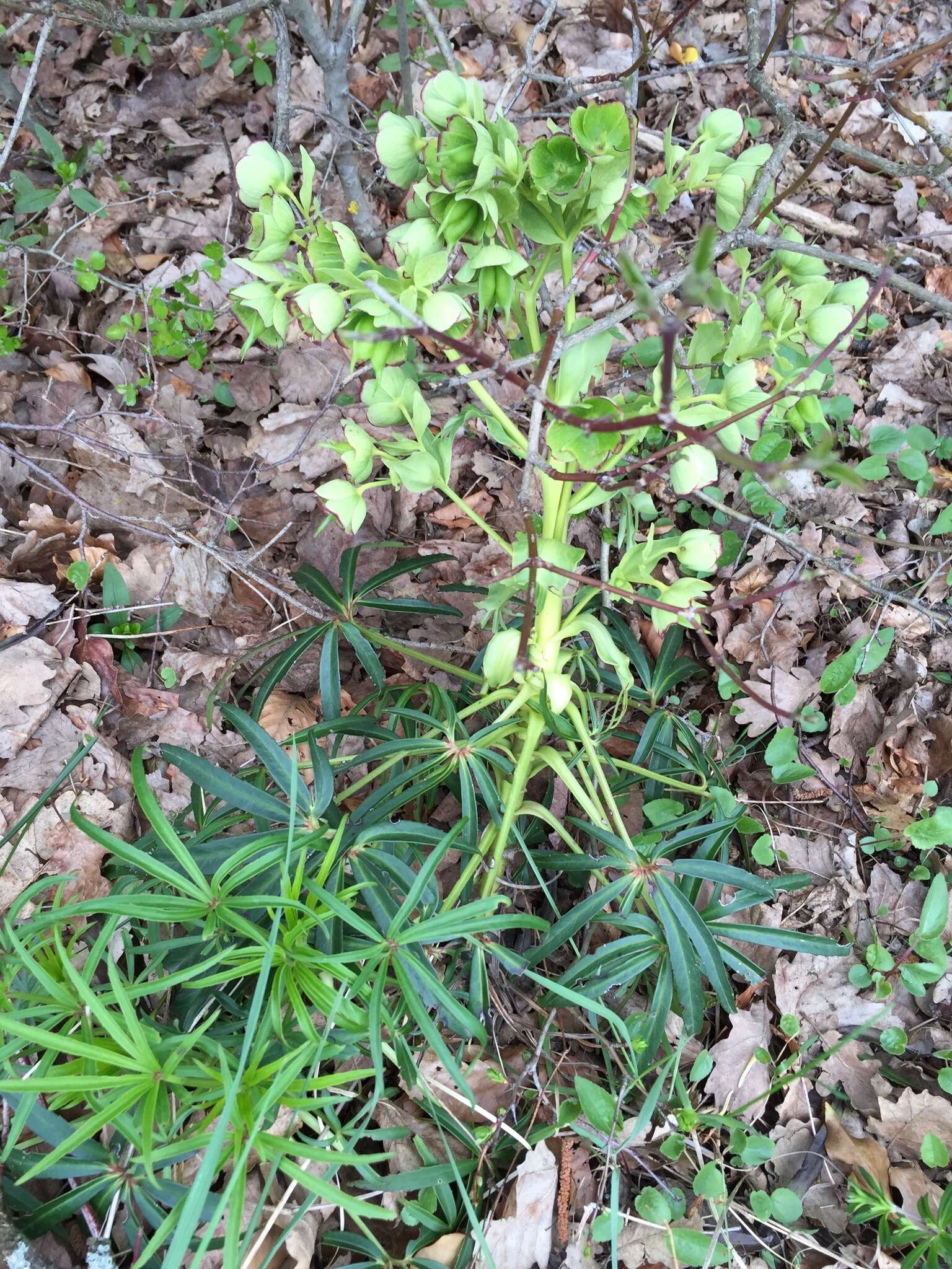 Plancia ëd Helleborus foetidus L.