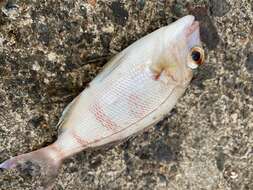 Image of Genuine Porgy