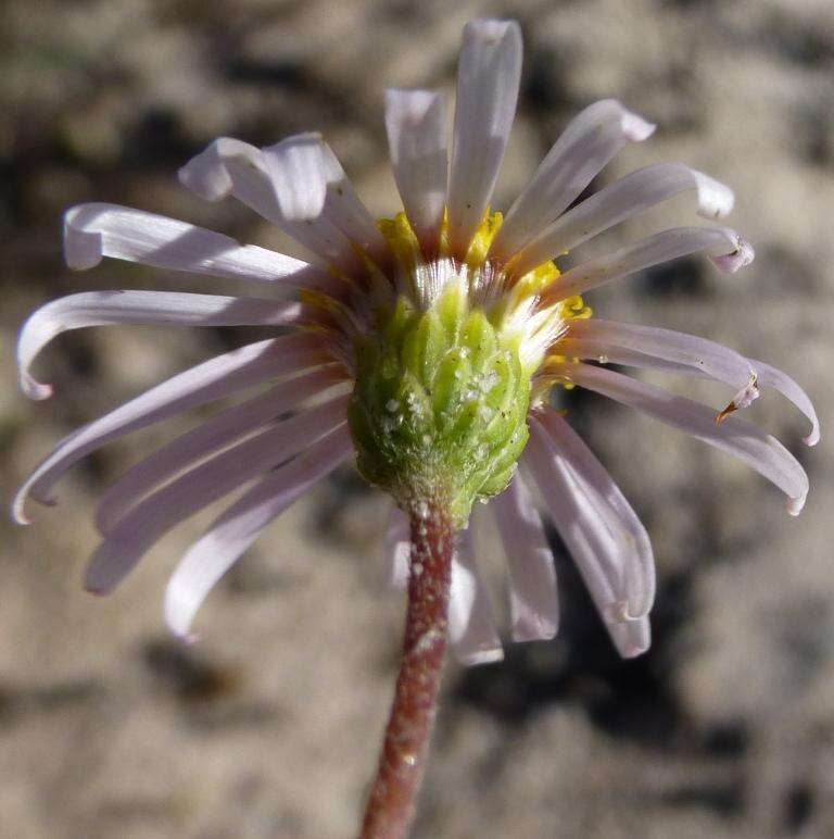 Image of Felicia hyssopifolia subsp. hyssopifolia