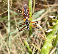 Cosmolestes pictus (Klug 1830) resmi