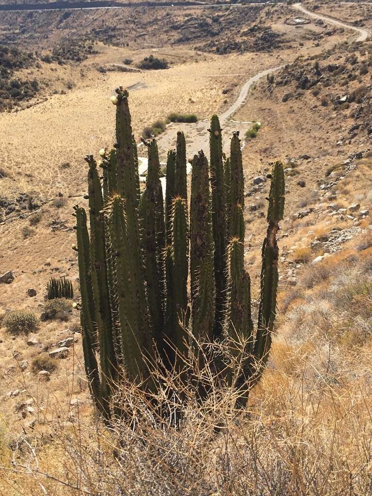 Corryocactus brevistylus (K. Schum. ex Vaupel) Britton & Rose resmi