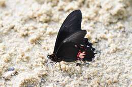 Image de Papilio anchisiades Esper 1788