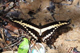 Image of Thoas Swallowtail