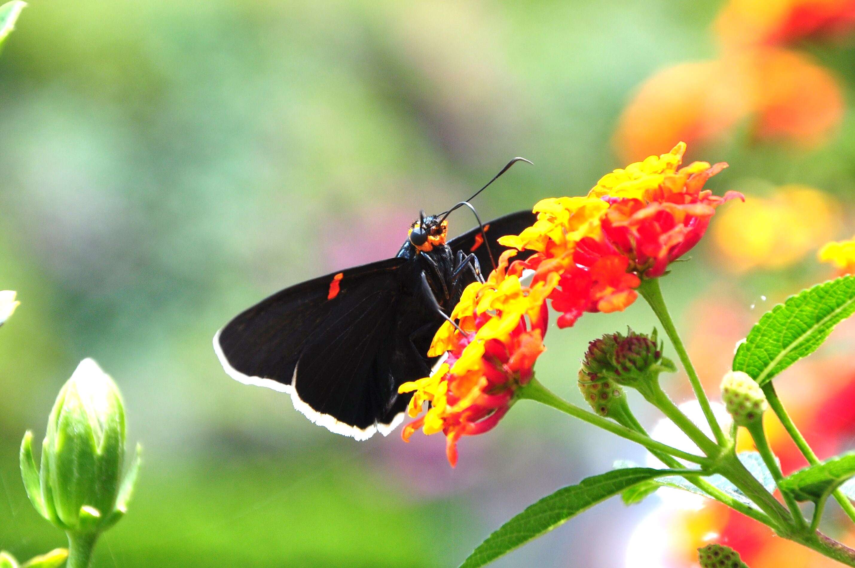 Plancia ëd Phocides