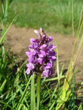 Image of Dactylorhiza majalis subsp. baltica (Klinge) H. Sund.