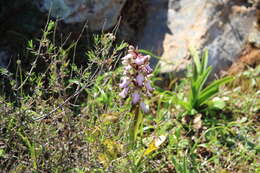 Image of Giant Orchid