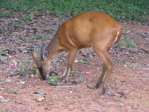 Image of Barking Deer