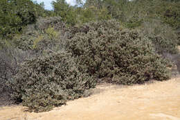 Image of hoary manzanita