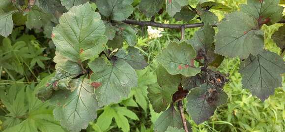 Image de Crataegus maximowiczii C. K. Schneid.