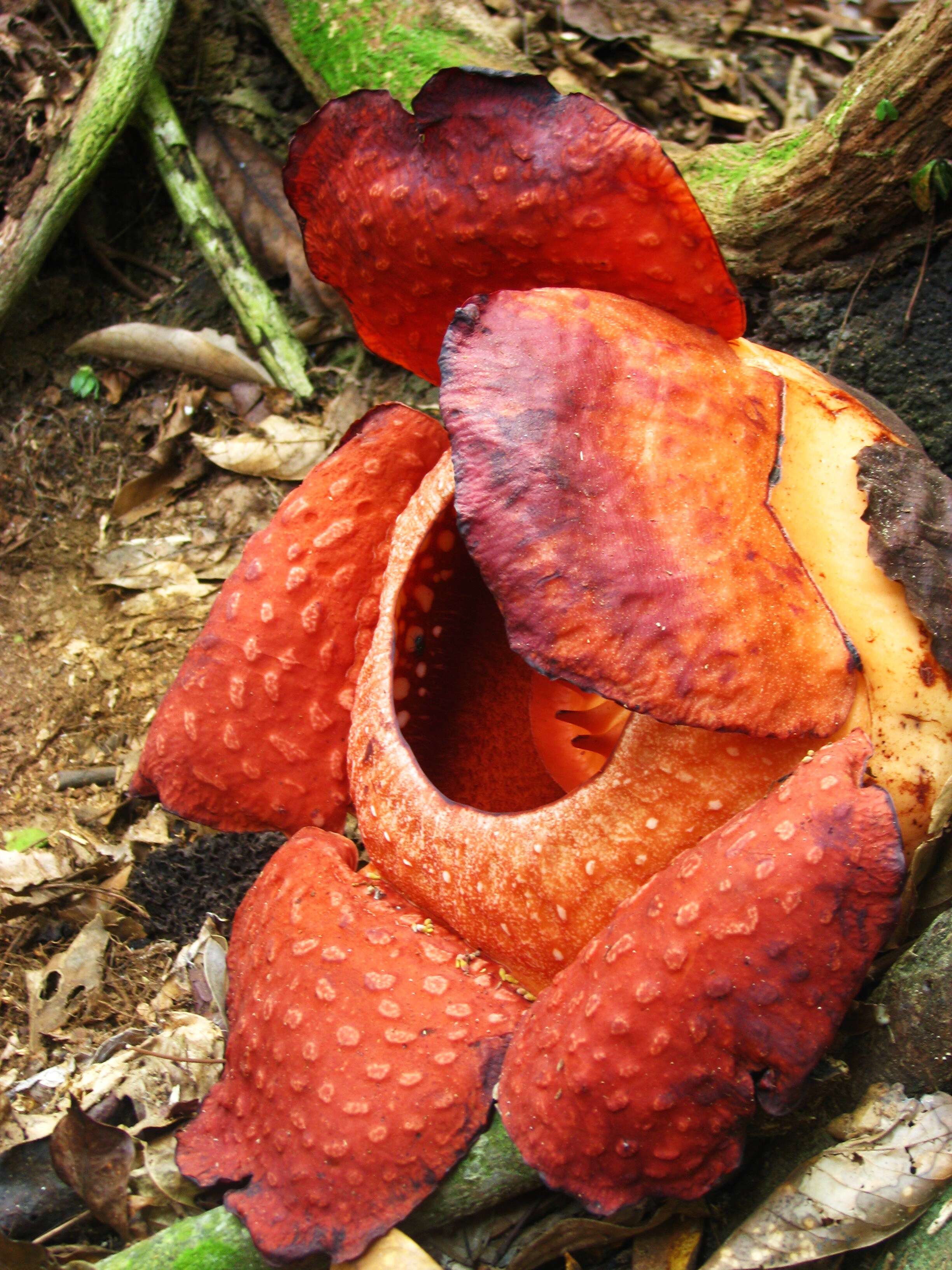Image of Rafflesia tuan-mudae Becc.