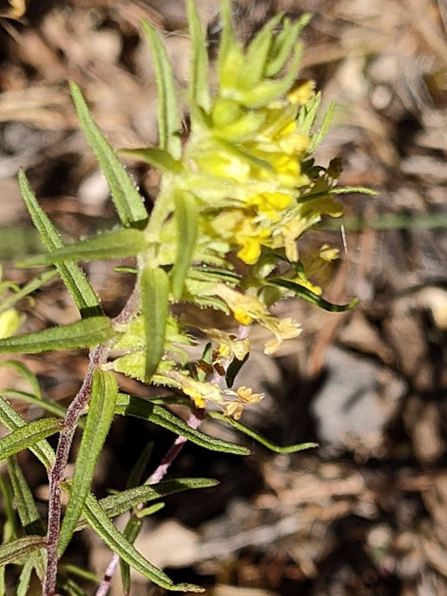 Image of Odontites pyrenaeus (Bubani) Rothm.