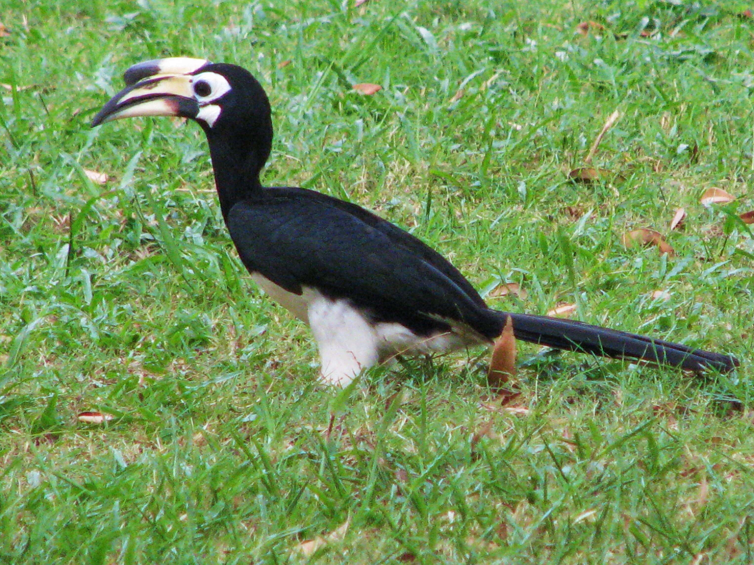 Image of Oriental Pied Hornbill