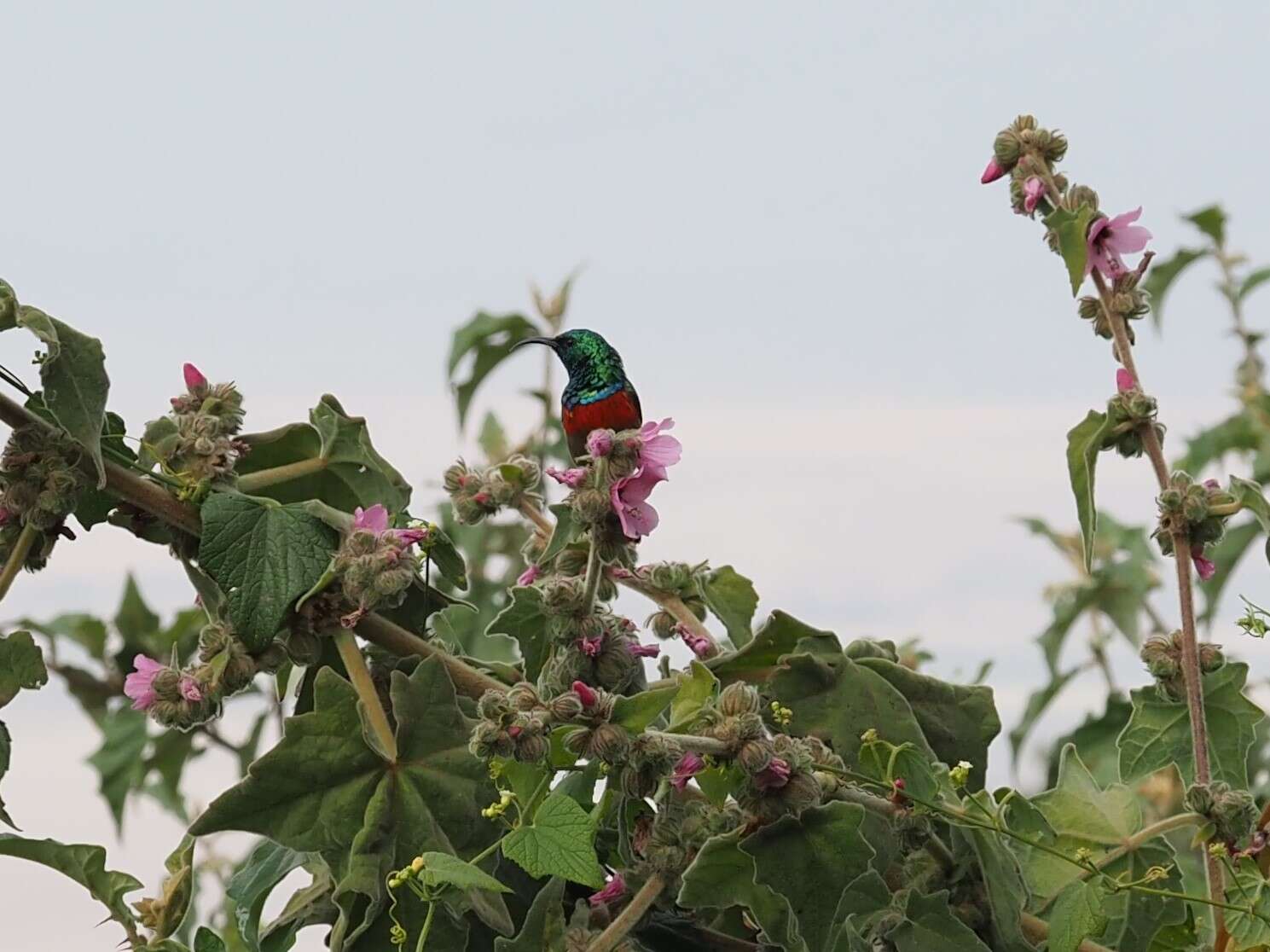 Image of Eastern Double-collared Sunbird