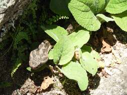 Imagem de Bothrops ammodytoides Leybold 1873