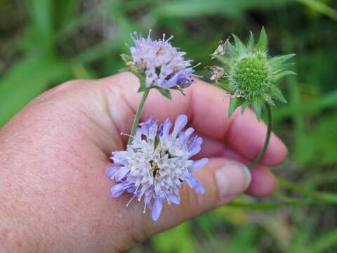 Слика од Knautia arvensis (L.) Coulter