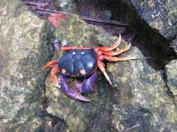 Image of Mexican Land Crab