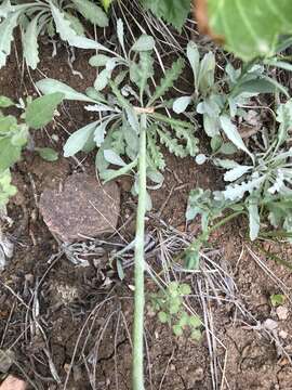 Image of Fendler's ragwort