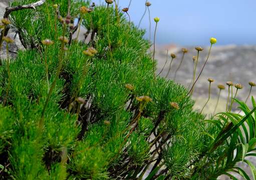 Imagem de Euryops pedunculatus N. E. Br.