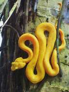 Image of Eyelash Viper