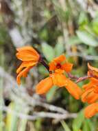 Plancia ëd Cyrtochilum retusum (Lindl.) Kraenzl.